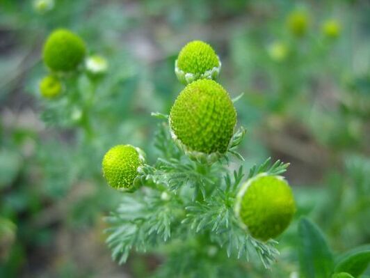 ramunėlės kelio artrozei gydyti